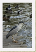 DSC_4324 Black-Crowned Night-Heron * 356 x 534 * (129KB)